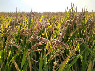 ARROZ "ALBUFERA" Categoría Extra (3 uds) - Paellissimo