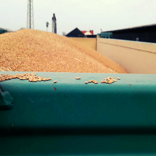 ORO, PLATA Y PLOMO EN EL ARROZ - Paellissimo